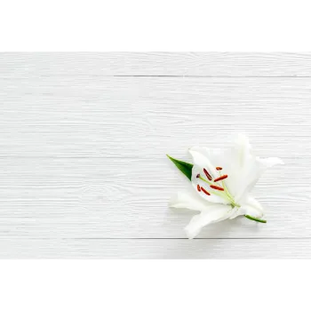Natural Lily Flower